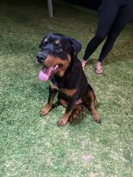 Found/Stray Female Dog last seen Legion drive , Destin, FL 32541