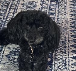 Reunited Male Dog last seen Timberly, Mobile, AL 36609