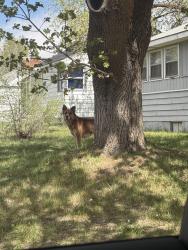 Found/Stray Unknown Dog last seen everett st and elm st , Spokane, WA 99260