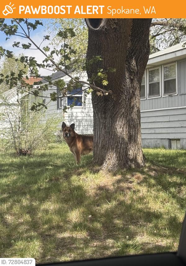 Found/Stray Unknown Dog last seen everett st and elm st, Spokane, WA 99260