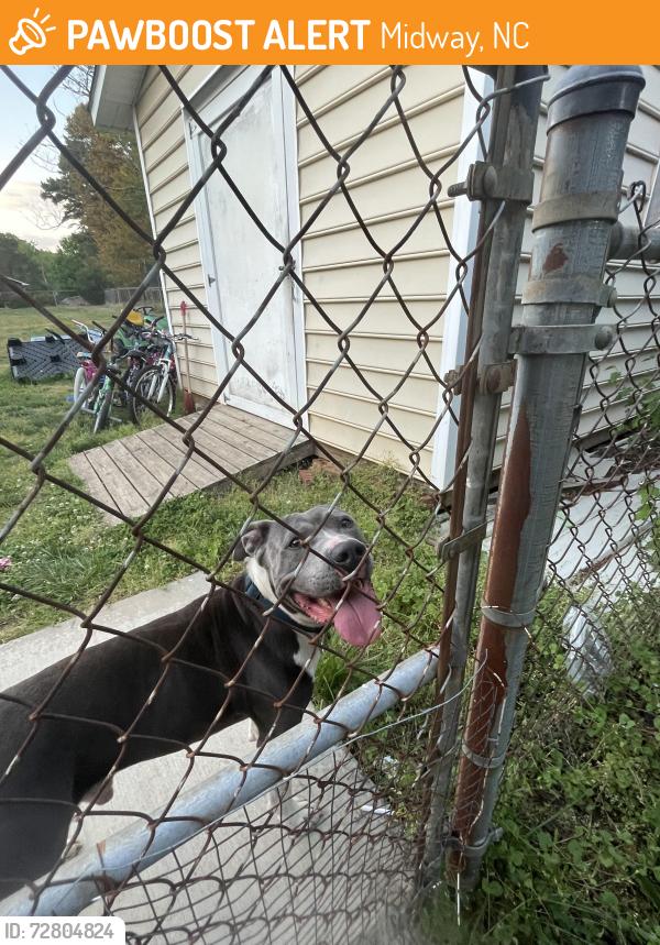 Found/Stray Male Dog last seen Winston Salem , Midway, NC 27107