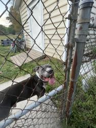 Found/Stray Male Dog last seen Winston Salem , Midway, NC 27107
