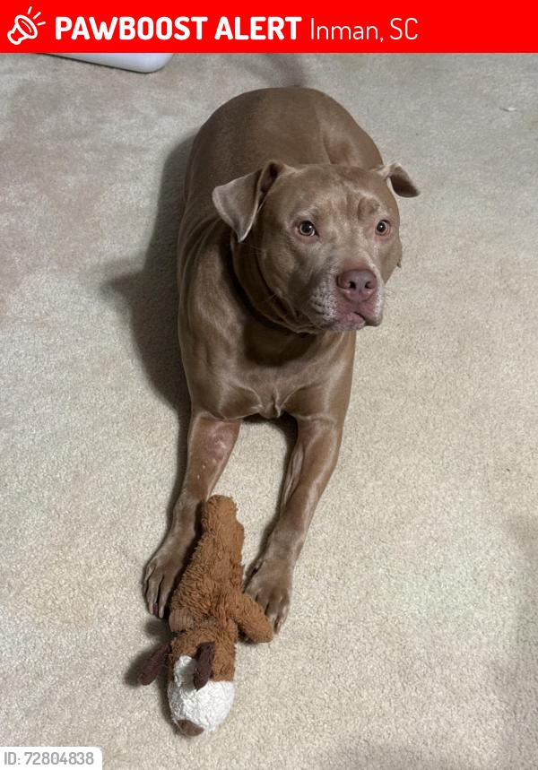 Lost Female Dog last seen Near Asheville Hwy, Inman, SC 29349, Inman, SC 29349