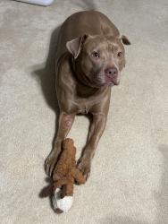 Lost Female Dog last seen Near Asheville Hwy, Inman, SC 29349, Inman, SC 29349