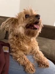 Found/Stray Female Dog last seen Gallatin crossing mall, Bozeman, MT 59718