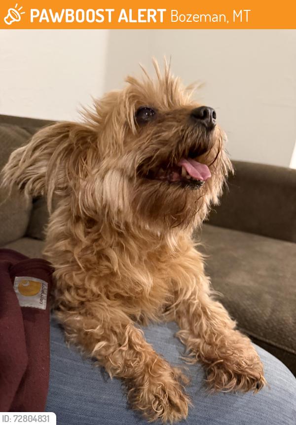 Found/Stray Female Dog last seen Gallatin crossing mall, Bozeman, MT 59718