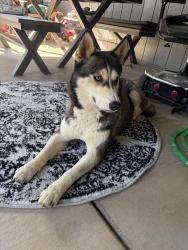 Found/Stray Female Dog last seen Near power inn road , Sacramento, CA 95824