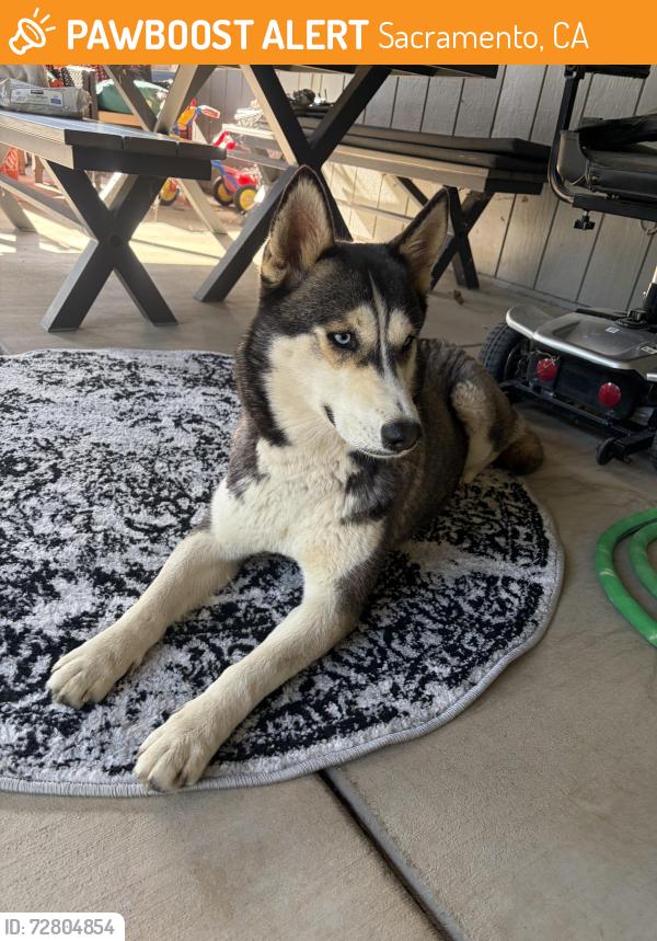 Found/Stray Female Dog last seen Near power inn road , Sacramento, CA 95824