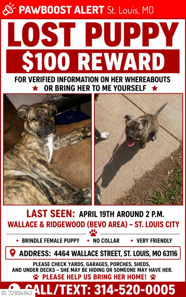 Lost Female Dog last seen Bevo mill restaurant , St. Louis, MO 63116