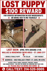 Lost Female Dog last seen Bevo mill restaurant , St. Louis, MO 63116