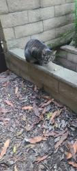 Found/Stray Unknown Cat last seen Jeronimo, Mission Viejo, CA 92692