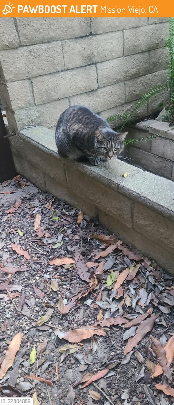 Found/Stray Unknown Cat last seen Jeronimo, Mission Viejo, CA 92692