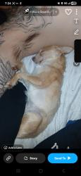 Lost Male Dog last seen 27th ave & Glendale ave , Phoenix, AZ 85051