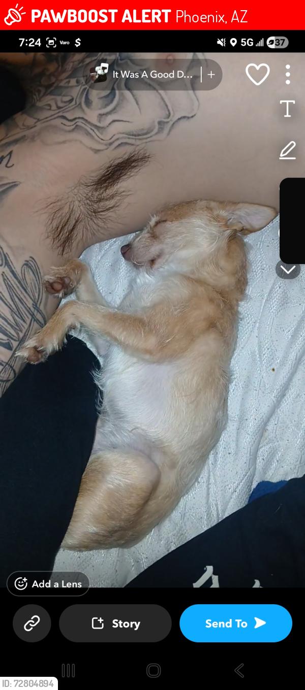 Lost Male Dog last seen 27th ave & Glendale ave , Phoenix, AZ 85051