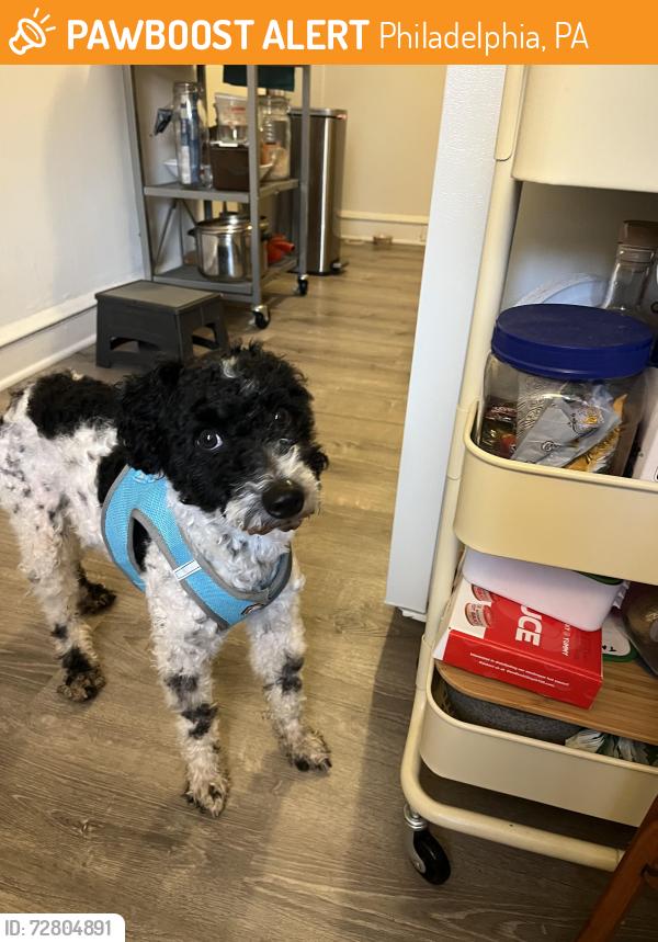 Found/Stray Male Dog last seen Near 48th and Baltimore , Philadelphia, PA 19143