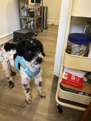 Found/Stray Male Dog last seen Near 48th and Baltimore , Philadelphia, PA 19143