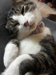 Lost Male Cat last seen Stanley ave, Cincinnati, OH 45226