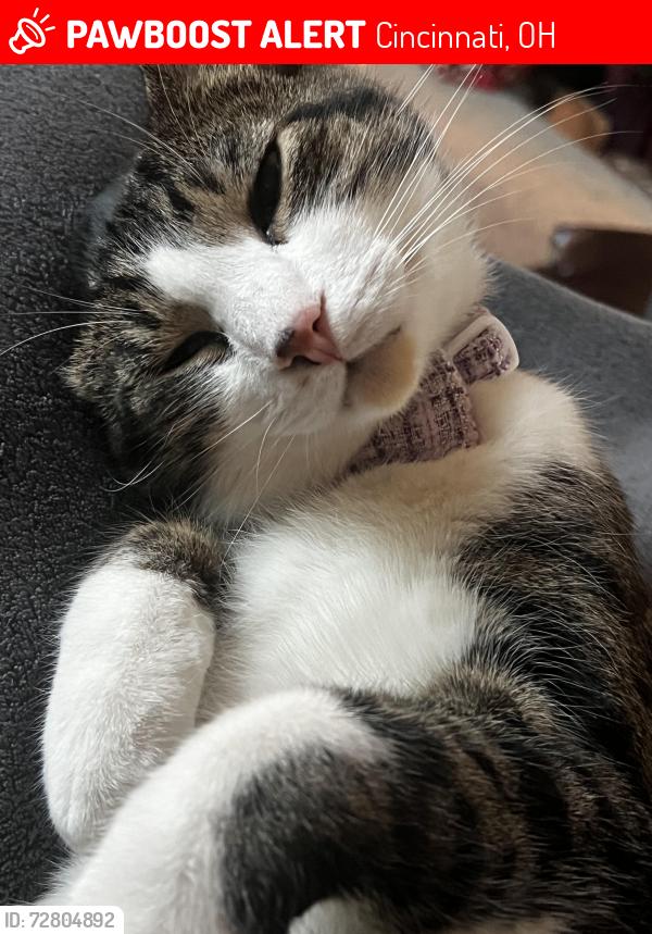 Lost Male Cat last seen Stanley ave, Cincinnati, OH 45226