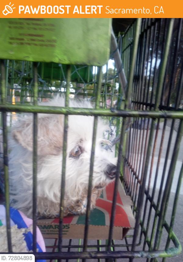 Found/Stray Female Dog last seen Florin rd, Sacramento, CA 95828