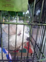 Found/Stray Female Dog last seen Florin rd, Sacramento, CA 95828