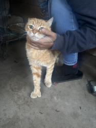 Found/Stray Unknown Cat last seen Modesto, Modesto, CA 95355