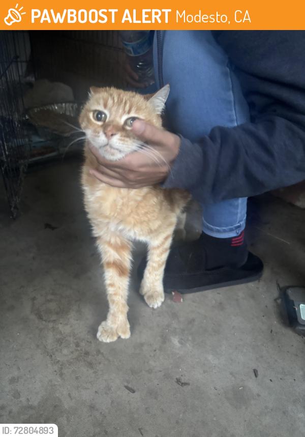 Found/Stray Unknown Cat last seen Modesto, Modesto, CA 95355