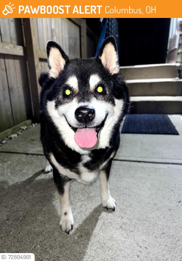 Found/Stray Male Dog last seen Morse rd and Sharon, Columbus, OH 43214