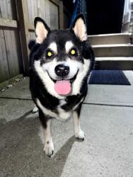 Found/Stray Male Dog last seen Morse rd and Sharon, Columbus, OH 43214