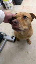 Found/Stray Male Dog last seen DeSoto Rd and Byhalia Rd, Byhalia, MS 38611