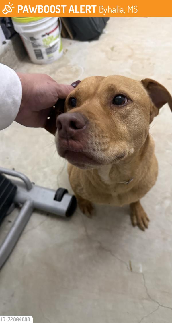 Found/Stray Male Dog last seen DeSoto Rd and Byhalia Rd, Byhalia, MS 38611