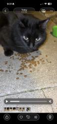 Found/Stray Unknown Cat last seen 41st and 209th, Broken Arrow, OK 74014