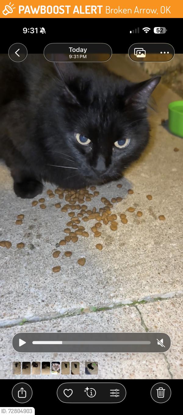 Found/Stray Unknown Cat last seen 41st and 209th, Broken Arrow, OK 74014