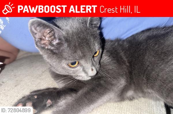 Lost Female Cat last seen Berta Dr on the loop, Crest Hill, IL 60403
