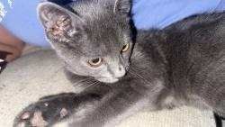 Lost Female Cat last seen Berta Dr on the loop, Crest Hill, IL 60403