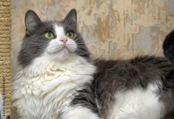 Lost Male Cat last seen Dennis the Menace Park, Monterey, CA 93940