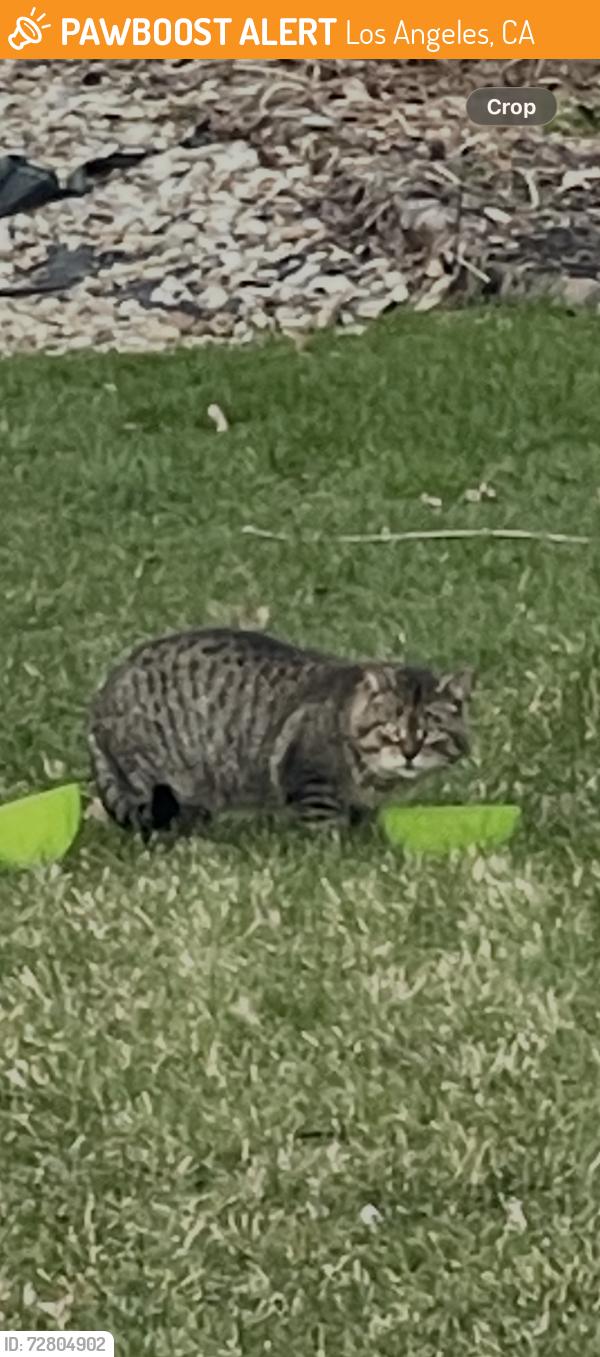 Found/Stray Unknown Cat last seen St Leonard’s woods, Los Angeles, CA 90012
