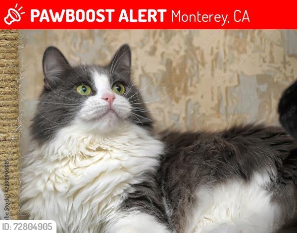 Lost Male Cat last seen Dennis the Menace Park, Monterey, CA 93940