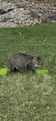 Found/Stray Unknown Cat last seen St Leonard’s woods, Los Angeles, CA 90012