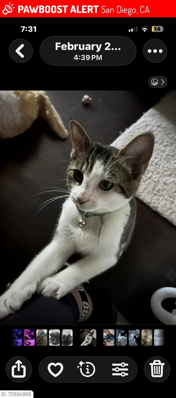 Lost Female Cat last seen Carmel Valley rd, San Diego, CA 92130
