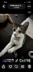 Lost Female Cat last seen Carmel Valley rd, San Diego, CA 92130