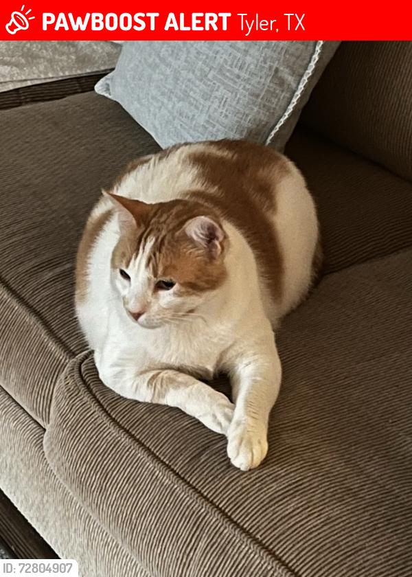 Lost Male Cat last seen Loop 323 & Old Longview Rs, Tyler, TX 75708