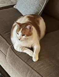 Lost Male Cat last seen Loop 323 & Old Longview Rs, Tyler, TX 75708
