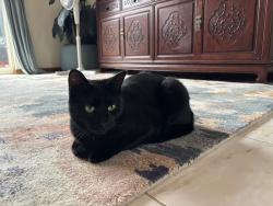 Lost Female Cat last seen Baroona road Northbridge nsw, Northbridge, NSW 2063