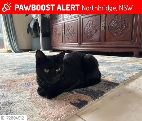 Lost Female Cat last seen Baroona road Northbridge nsw, Northbridge, NSW 2063
