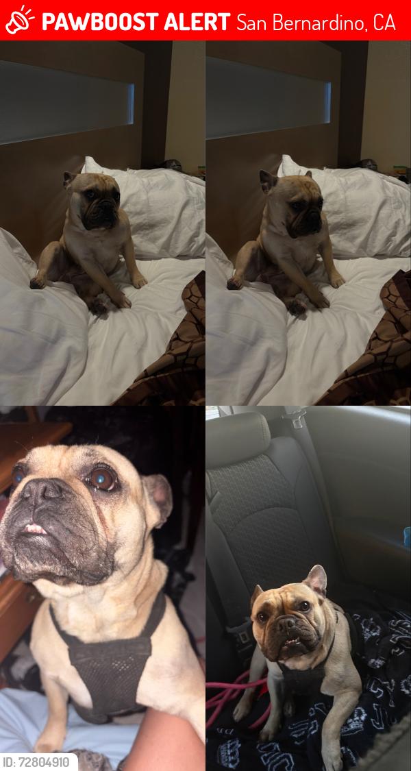 Lost Male Dog last seen Cardenas’s market, San Bernardino, CA 92410