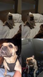 Lost Male Dog last seen Cardenas’s market, San Bernardino, CA 92410