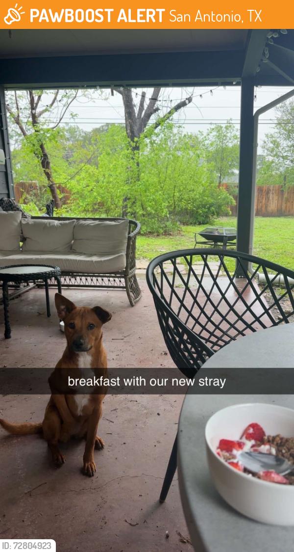 Found/Stray Female Dog last seen Airport, San Antonio, TX 78216