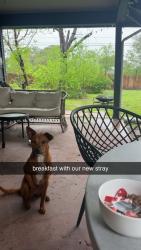 Found/Stray Female Dog last seen Airport, San Antonio, TX 78216