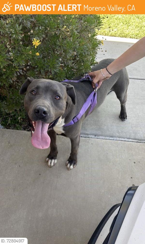 Found/Stray Male Dog last seen Near Moreno Beach Dr Moreno Valley, CA  92555 United States, Moreno Valley, CA 92555