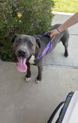 Found/Stray Male Dog last seen Near Moreno Beach Dr Moreno Valley, CA  92555 United States, Moreno Valley, CA 92555